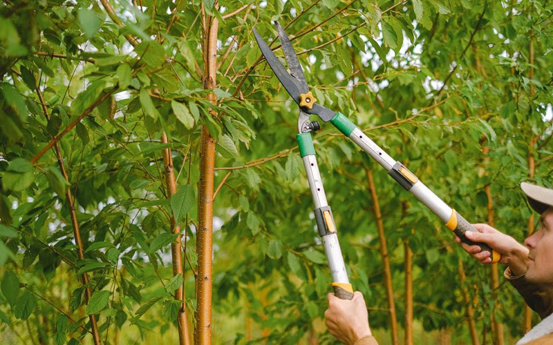 Tree trimming in Drexel, NC