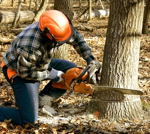 Tree Removal in Drexel, NC
